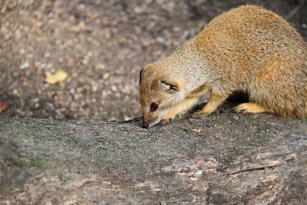 Mongoose — Stock Photo, Image