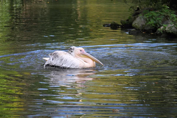 Pelican — Stock Photo, Image