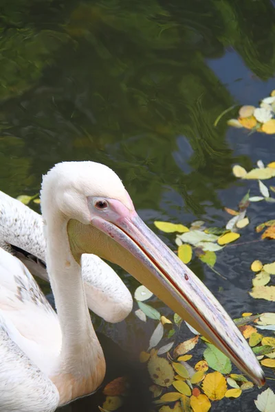 Pellicano — Foto Stock