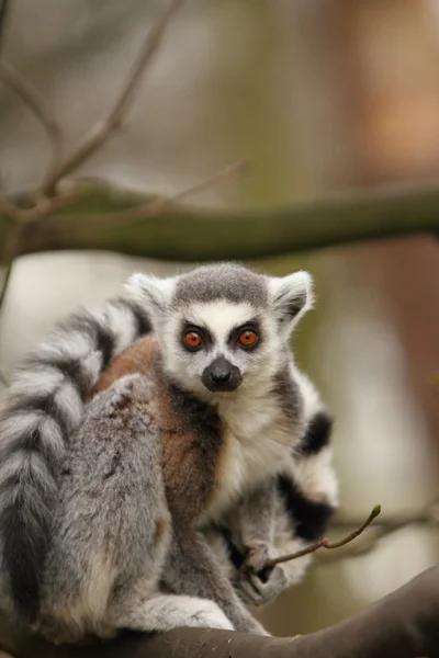 Anel cauda Lemur — Fotografia de Stock