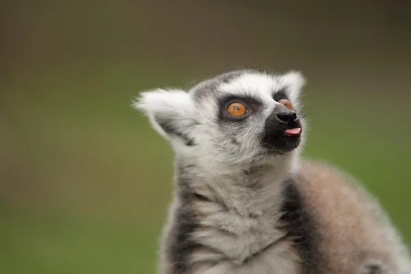 Anel cauda Lemur — Fotografia de Stock