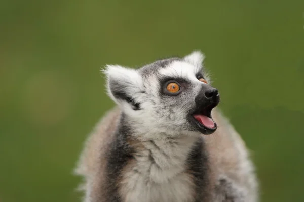 Anel cauda Lemur — Fotografia de Stock