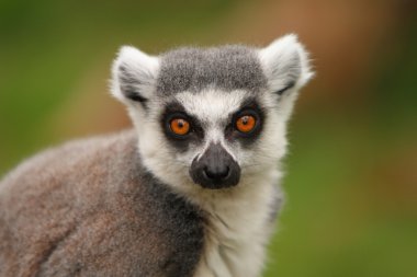 Halka Kuyruklu Lemur