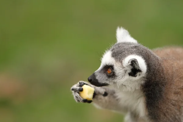 Anel cauda Lemur — Fotografia de Stock