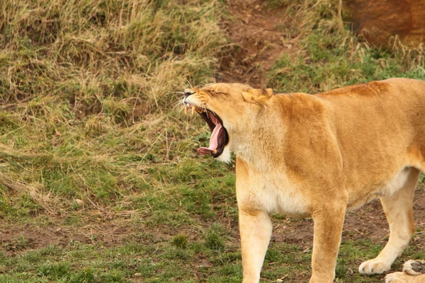 Un leone femmina — Foto Stock