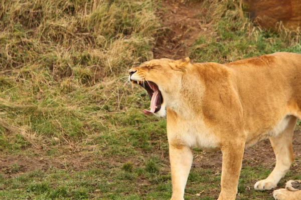 Un leone femmina — Foto Stock