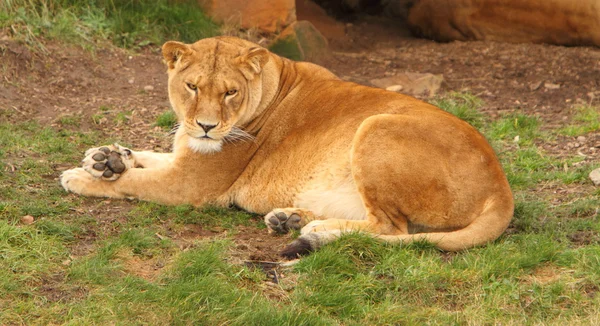 En kvinnlig lejon — Stockfoto
