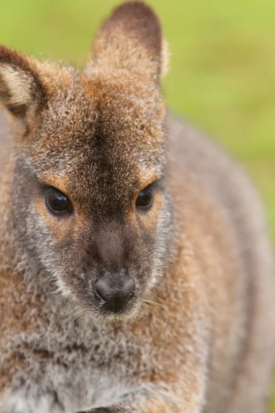 Wallaby... — Fotografia de Stock