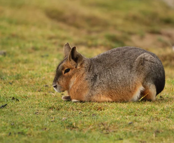 Mara ( Rodent) – stockfoto