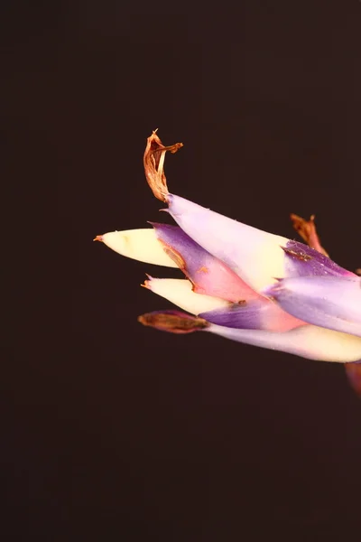 Aechmea Fiore di pioggia blu — Foto Stock