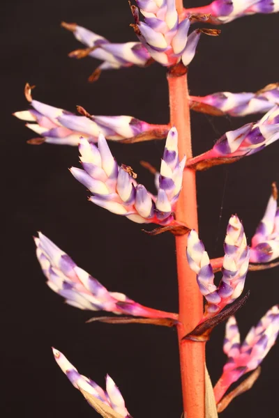 Aechmea Flor de chuva azul — Fotografia de Stock