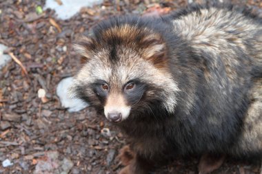 Rakun köpeği, Nyctereutes procyonoides