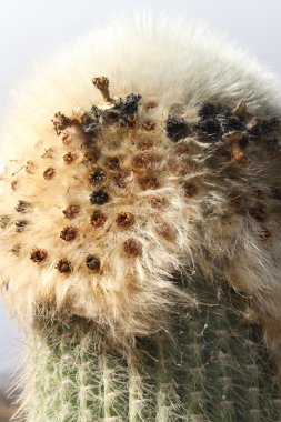 cephalocereus senelis kaktüs