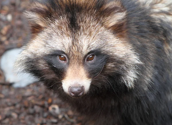 Mýval pes, Nyctereutes procyonoides — Stock fotografie