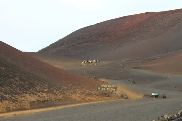 Camel train Timanfaya National Park Lanzarote Spain — Stock Photo, Image