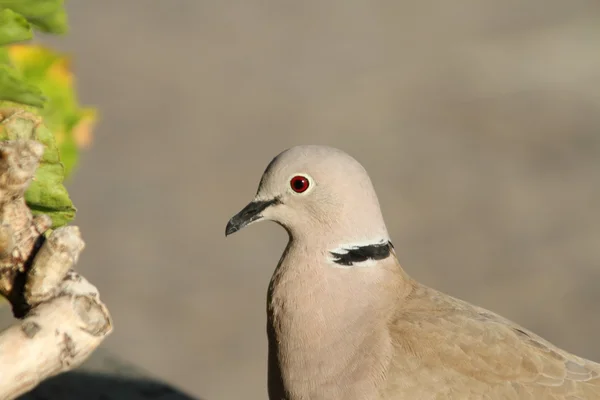 襟付き鳩 （streptopelia decaocto) — ストック写真