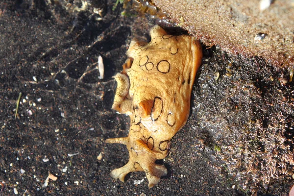 海のナメクジ — ストック写真