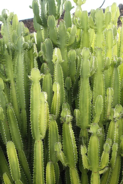 Euphorbia virosa, méreg fa — Stock Fotó