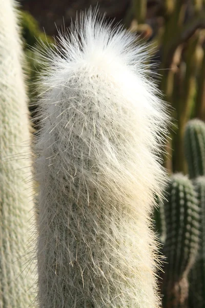 Cephalocereus senelis cactus — Zdjęcie stockowe