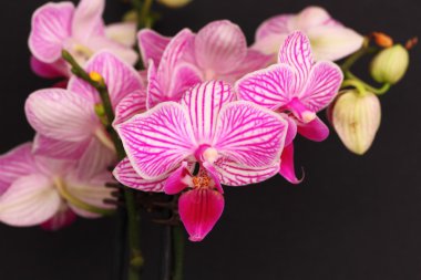 Phalaenopsis orkide