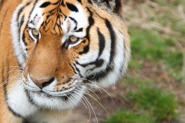 Siberian tiger (Panthera tigris altaica)