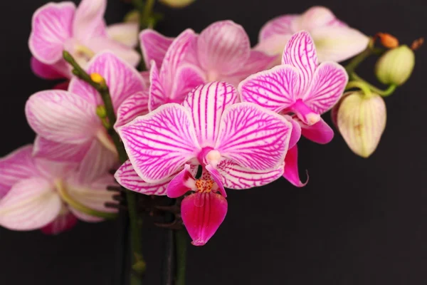 Phalaenopsis orkide — Stok fotoğraf