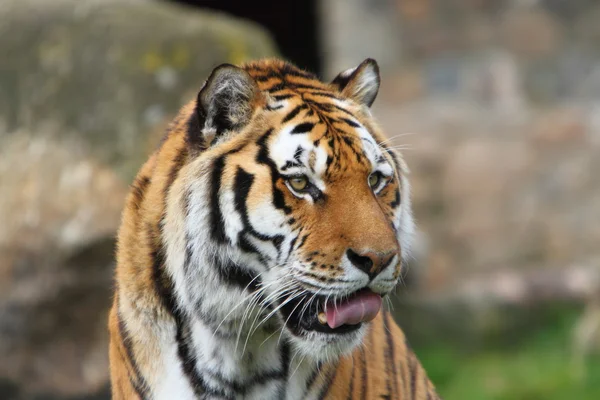 Сибирский тигр (PANTHERA TIGRIS ALTAICA) — стоковое фото