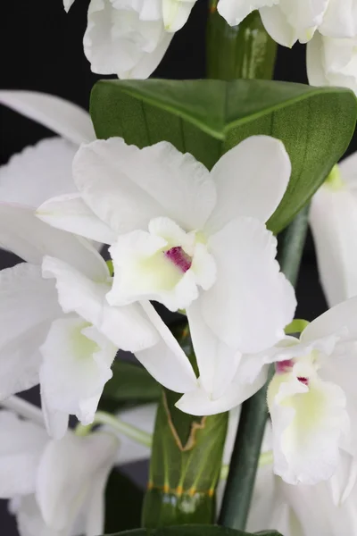 Orquídea dendrobium — Fotografia de Stock