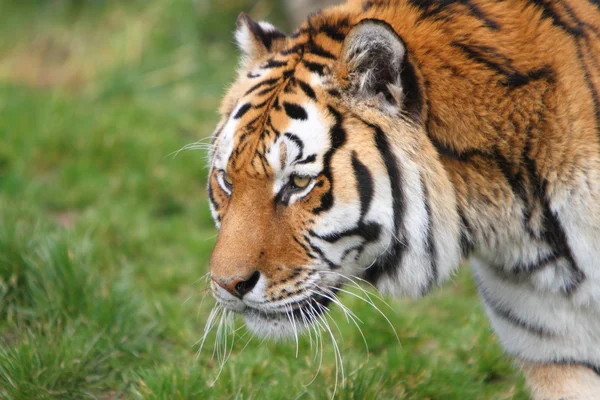 Sibirischer Tiger (PANTHERA TIGRIS ALTAIKA)) — Stockfoto