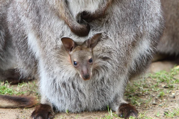 Kanguru joey — Stok fotoğraf