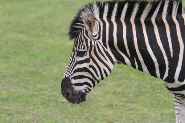 Chapman-Zebra (equus quagga chapmani)) — Stockfoto