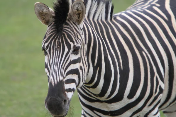 Zebra Chapmana (equus quagga chapmani) — Zdjęcie stockowe