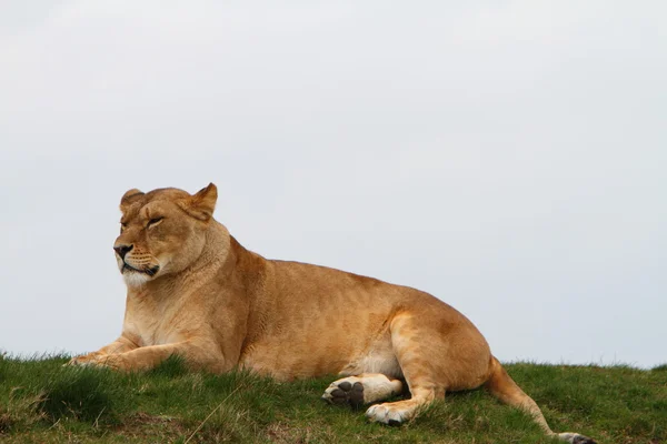 Lwica (panthera leo) — Zdjęcie stockowe