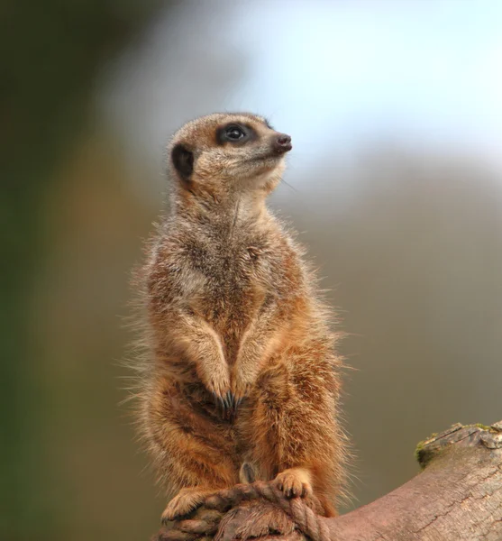 Wartownik meerkat (suricata suricata) — Zdjęcie stockowe