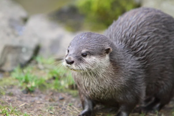 Lontra de garra curta (Aonyx cinerea ) — Fotografia de Stock