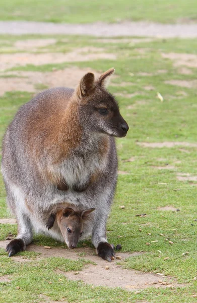 Wallaby con joey — Foto Stock