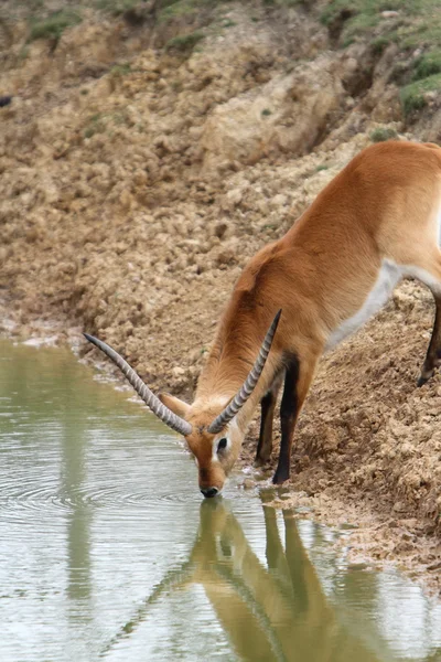 Appartements de Kafue (kobus cobes de lechwe) — Photo