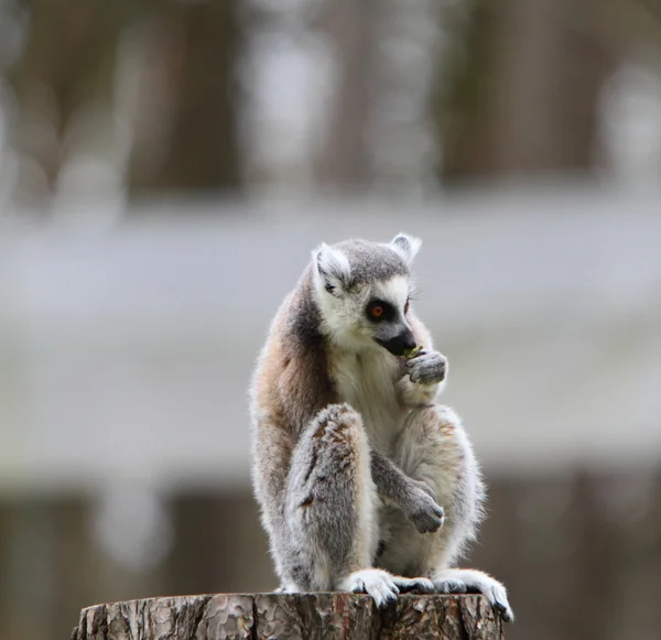 꼬리가 달린 레몬 (Lemur catta)) — 스톡 사진