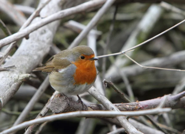 Avrupa robin — Stok fotoğraf