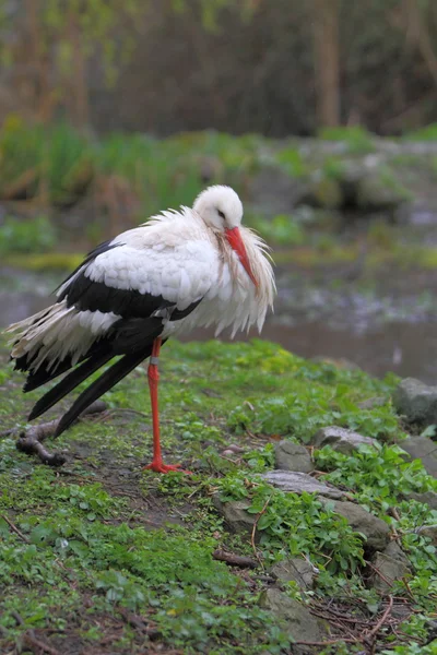 Vit stork (ciconia ciconia ) — Stockfoto