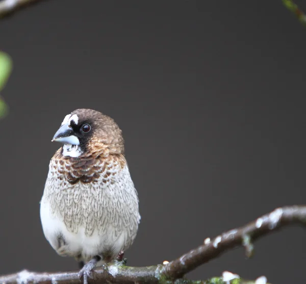 Bengaalse finch — Stockfoto