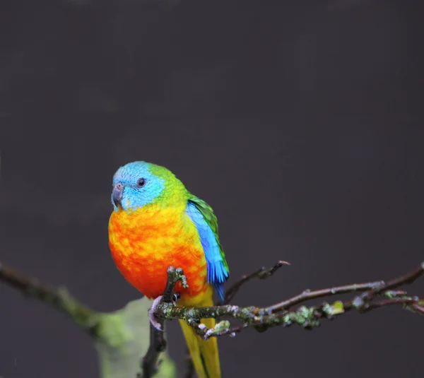 청록색 앵무새 — 스톡 사진