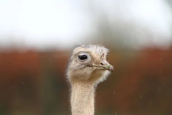 Darwin je Rhea — Stock fotografie