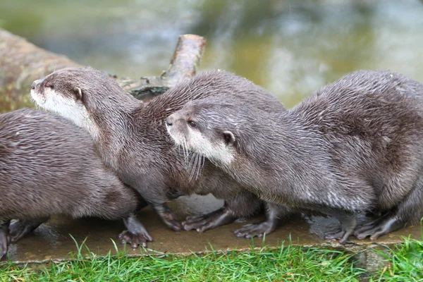 Oriental small clawed otter — Stock Photo, Image