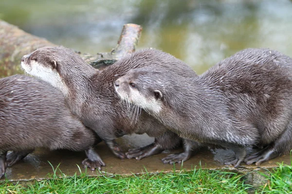 Oryantal küçük pençeli otter — Stok fotoğraf