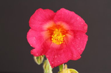Helianthemum