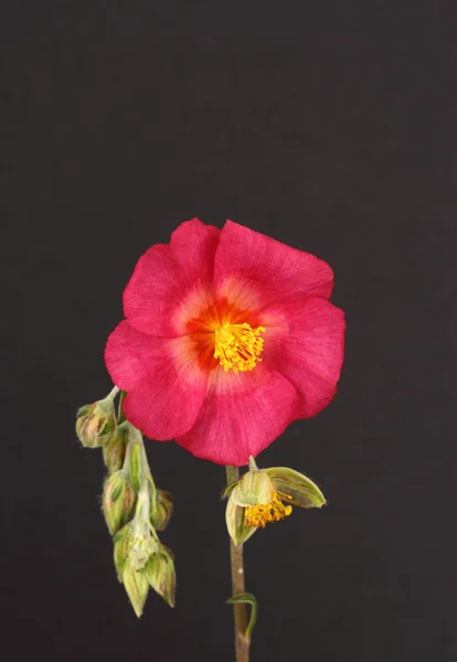 Helianthemum — стоковое фото