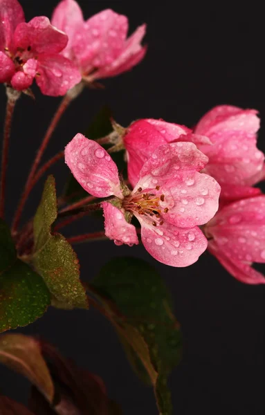 Virágszálnak Apple rák — Stock Fotó