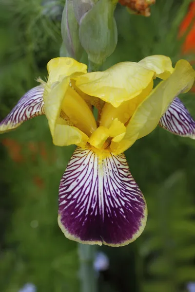 Iris barbudo —  Fotos de Stock