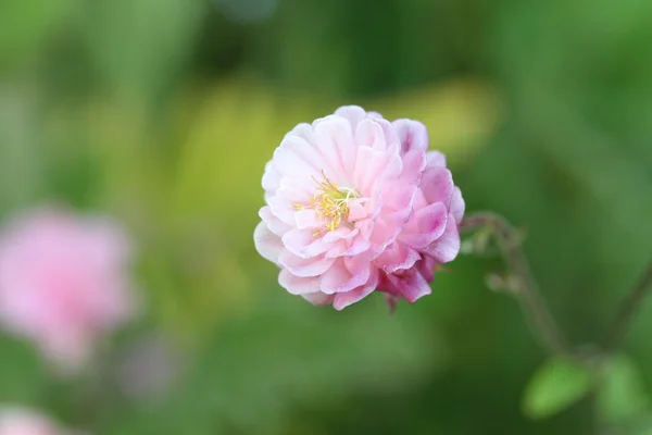 Aquilegia vulgaris — Fotografia de Stock